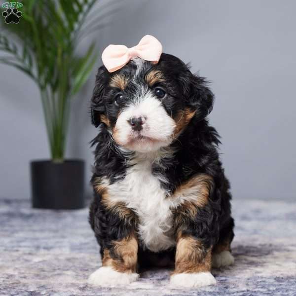 Diamond, Mini Bernedoodle Puppy